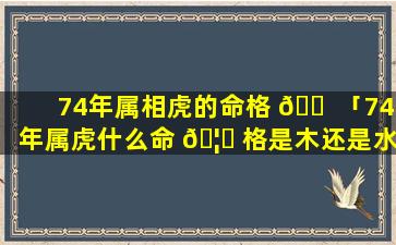 74年属相虎的命格 🐠 「74年属虎什么命 🦈 格是木还是水」